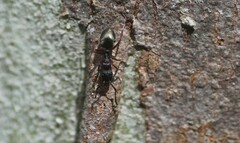 Dolichoderus scabridus