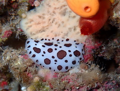 Peltodoris atromaculata