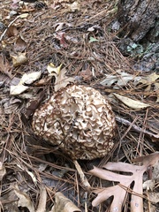 Sparassis spathulata