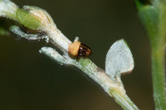 Clastoptera lineatocollis