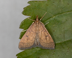 Herpetogramma licarsisalis
