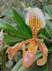 Paphiopedilum