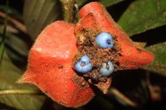 Palicourea tomentosa