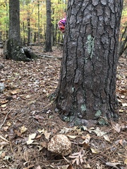 Sparassis spathulata