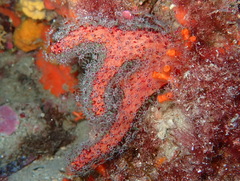 Alcyonium acaule