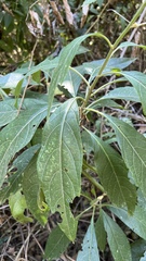 Vernonanthura tweedieana