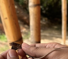 Anolis auratus