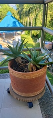 Aristaloe aristata