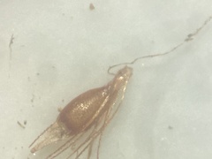 Rhynchospora capillacea