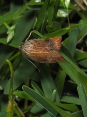 Tortricopsis pyroptis