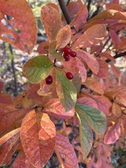 Aronia arbutifolia