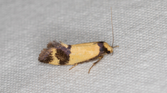 Olbonoma triptycha