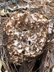 Sparassis spathulata