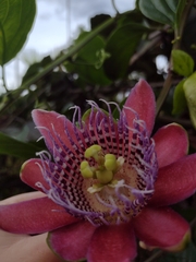 Passiflora alata