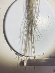 Rhynchospora capillacea