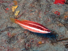 Symphodus doderleini