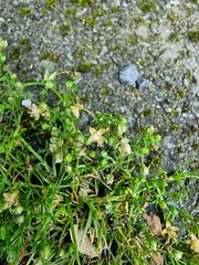 Sagina procumbens