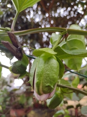 Passiflora alata
