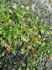 Sagina procumbens
