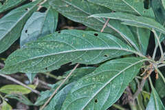 Vernonanthura tweedieana