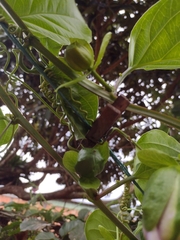 Passiflora alata