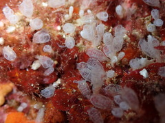 Pycnoclavella atlantica