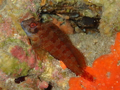 Parablennius gattorugine