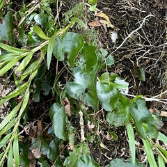 Hymenophyllum nephrophyllum