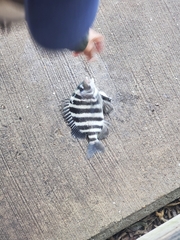 Archosargus probatocephalus