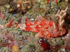 Scorpaena notata