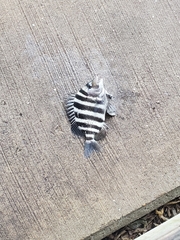 Archosargus probatocephalus