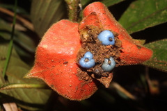 Palicourea tomentosa