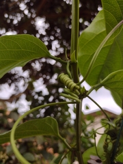 Passiflora alata