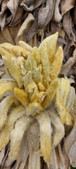 Espeletia