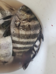 Archosargus probatocephalus