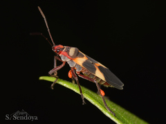 Oncopeltus unifasciatellus