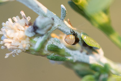 Clastoptera lineatocollis