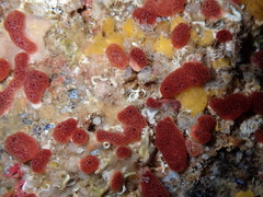 Polysyncraton lacazei