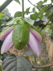 Passiflora alata