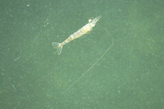 Penaeus
