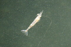 Penaeus