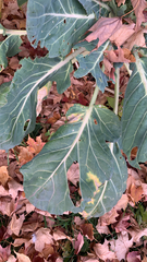 Brassica oleracea