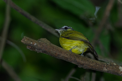 Pogonotriccus eximius