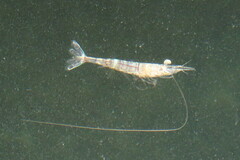 Penaeus
