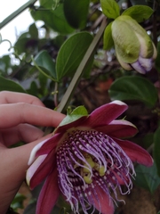 Passiflora alata