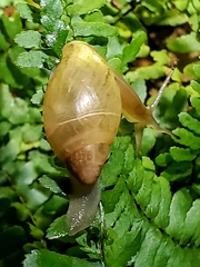 Euglandina rosea