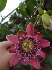 Passiflora alata