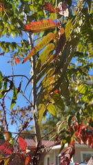 Rhus glabra