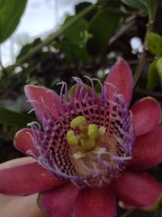 Passiflora alata