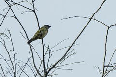 Tersina viridis